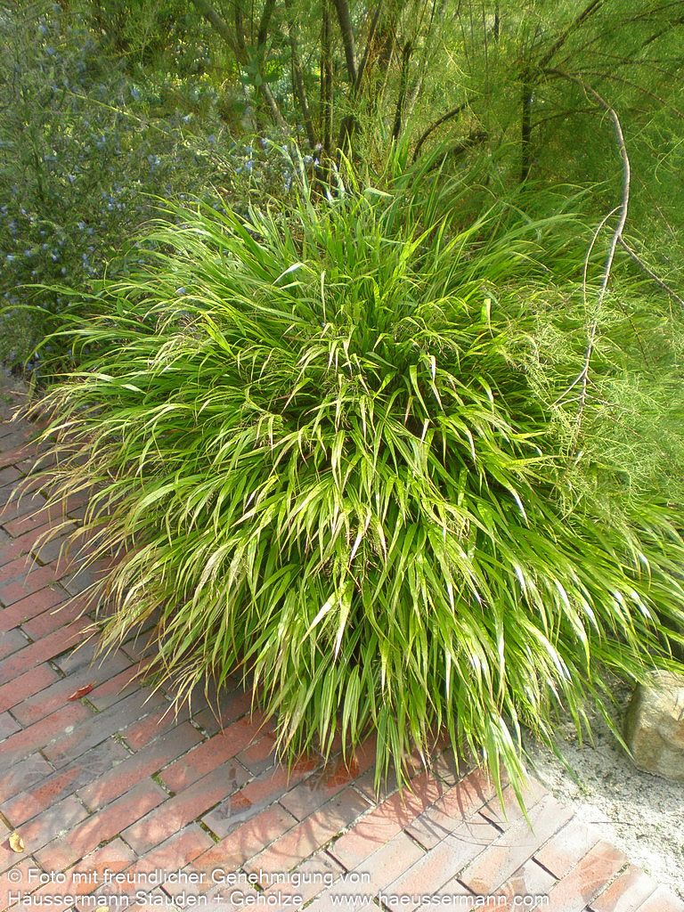 Japangras, Japanisches Berggras (Hakonechloa macra)