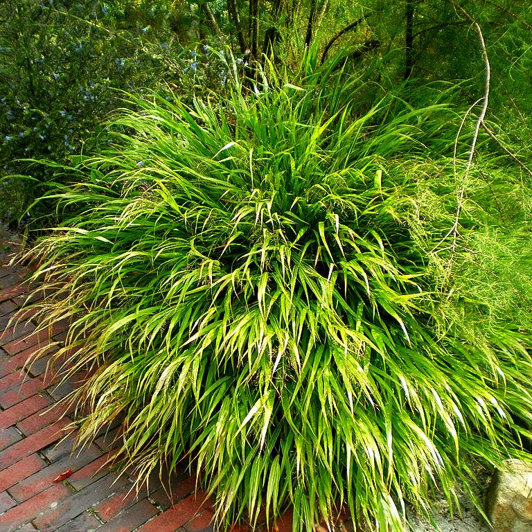 Japangras, Japanisches Berggras (Hakonechloa macra)