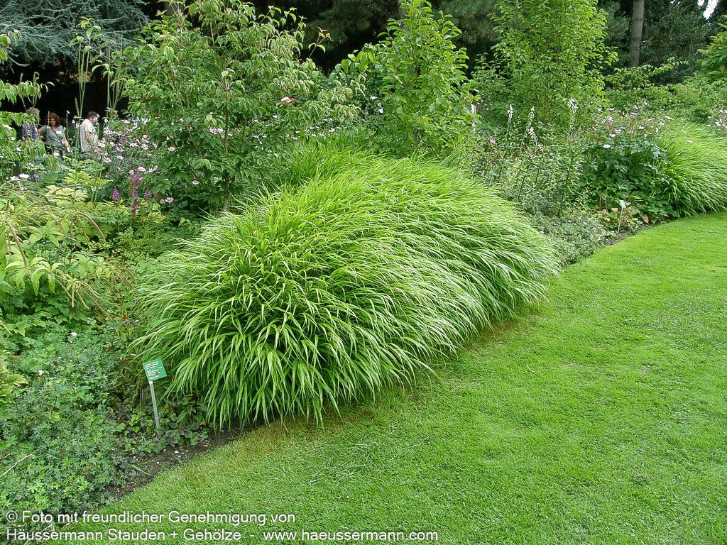 Japangras, Japanisches Berggras (Hakonechloa macra)
