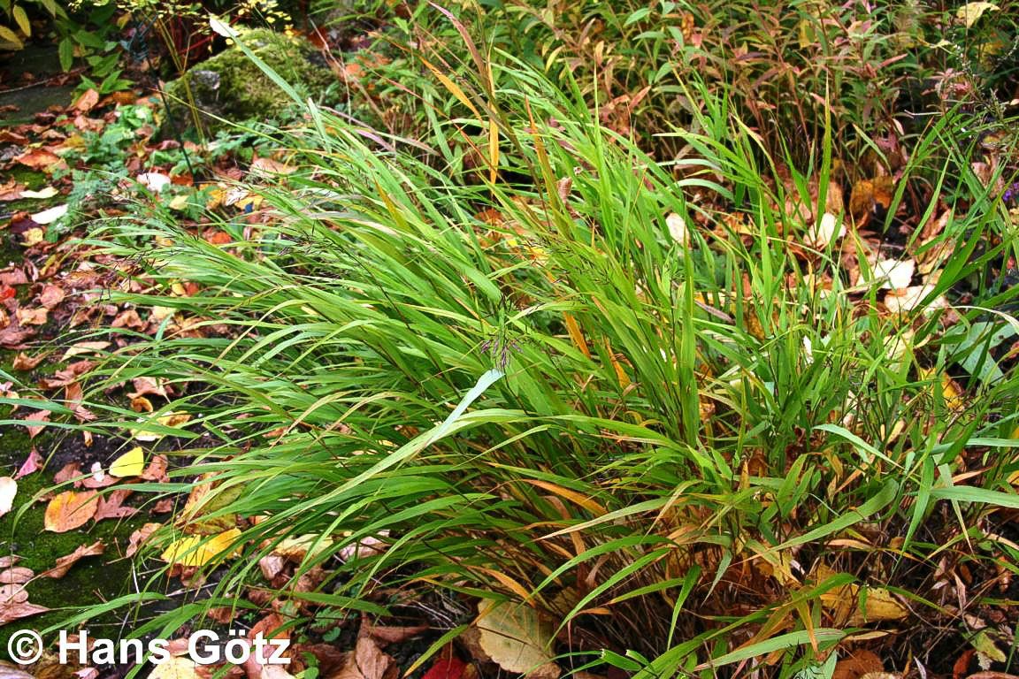 Japangras, Japanisches Berggras (Hakonechloa macra)