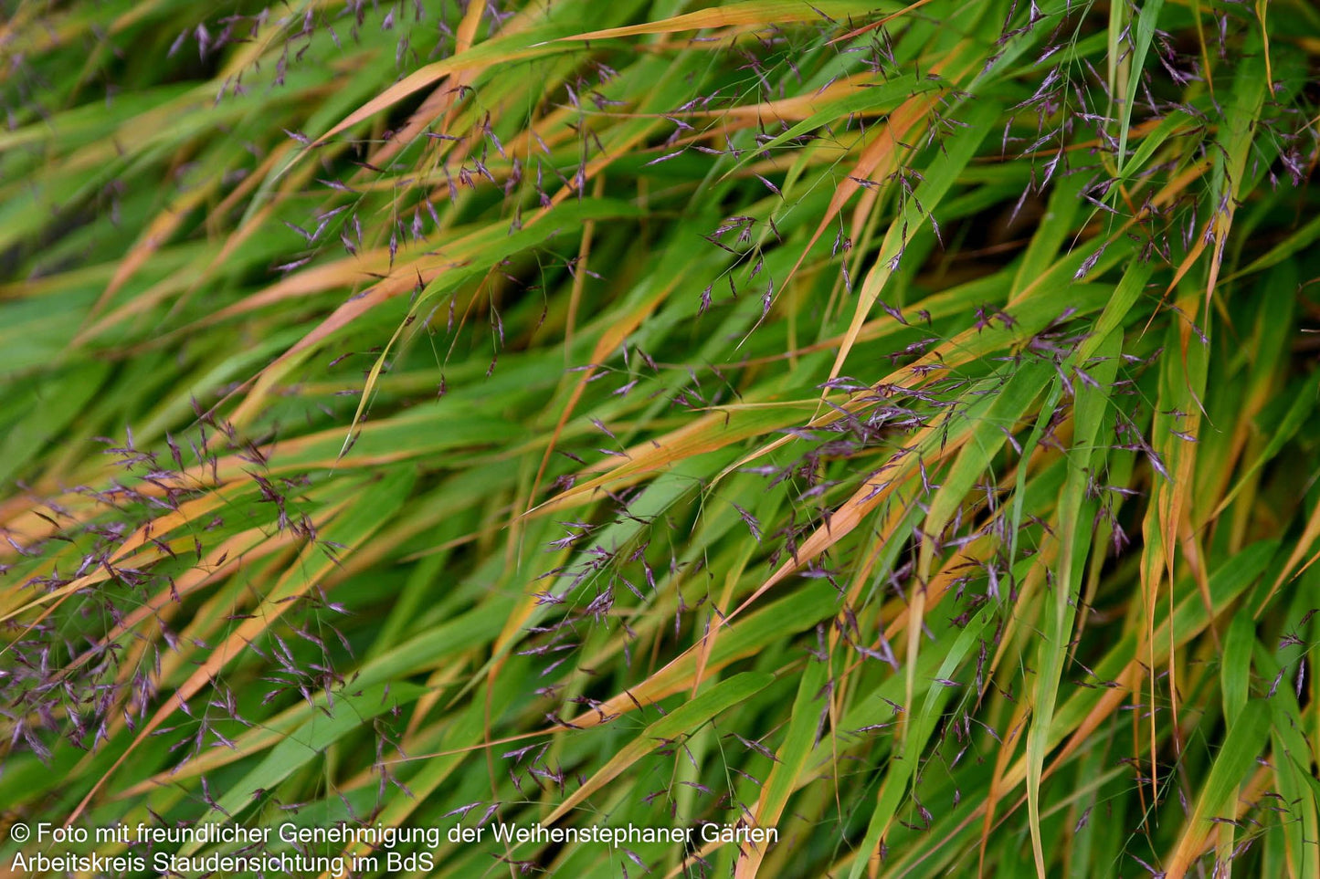 Japangras, Japanisches Berggras (Hakonechloa macra)