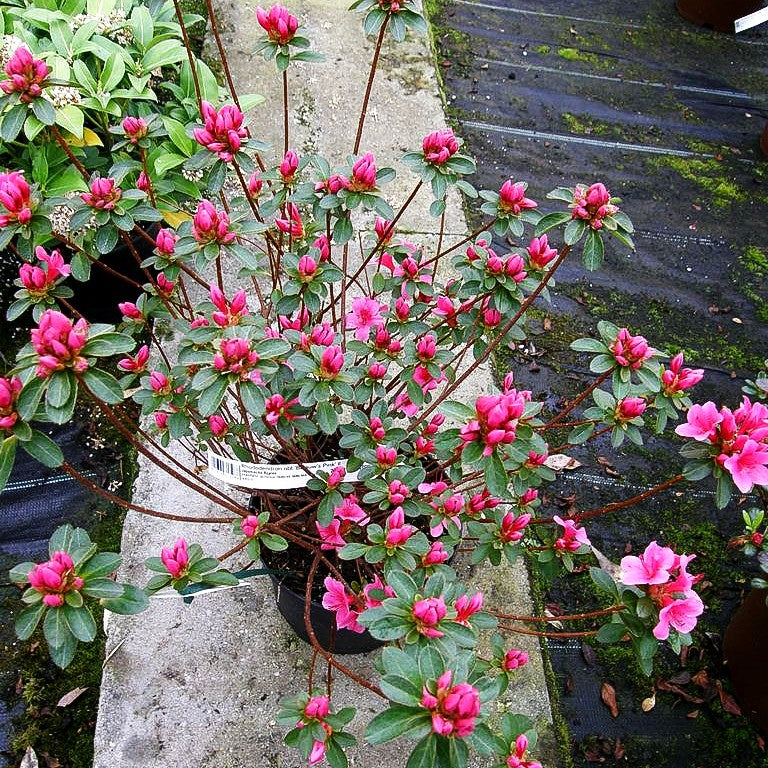 Japanische Azalee 'Blaauw's Pink' (Rhododendron obt. II)
