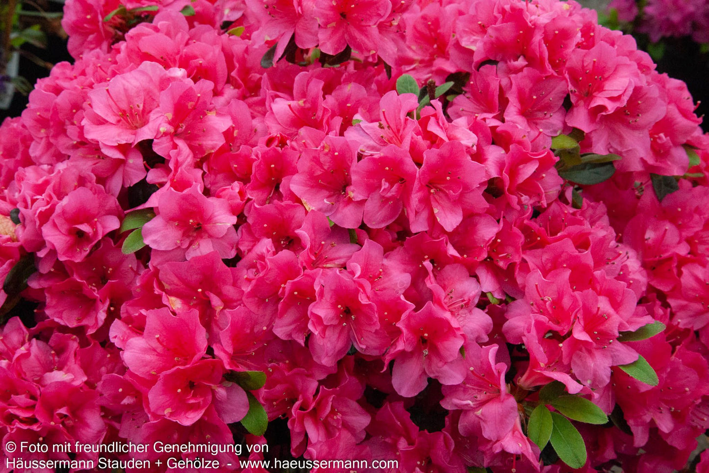 Japanische Azalee 'Canzonetta' (Rhododendron obt. III)
