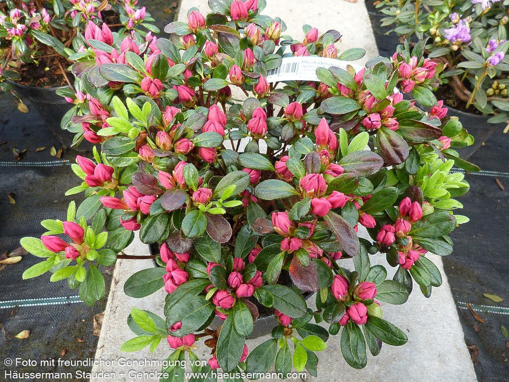 Japanische Azalee 'Canzonetta' (Rhododendron obt. III)