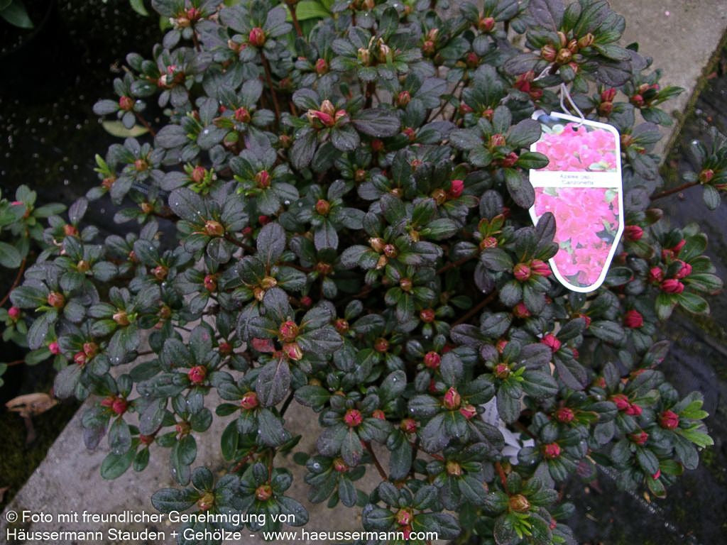 Japanische Azalee 'Canzonetta' (Rhododendron obt. III)