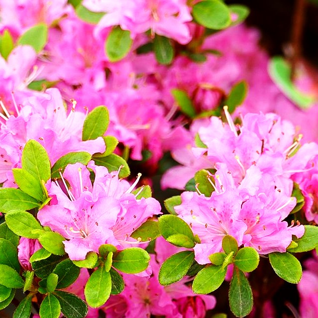 Japanische Azalee 'Diamant Rosa' (Rhododendron obt. III)