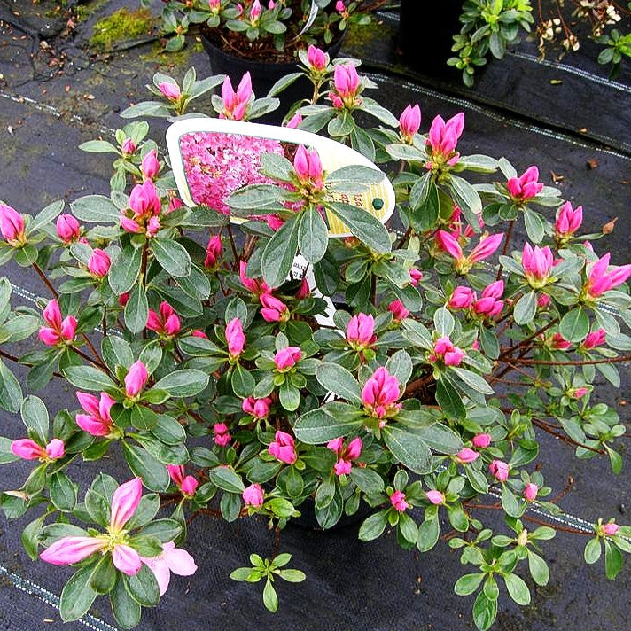 Japanische Azalee 'Favorite' (Rhododendron obt. I)