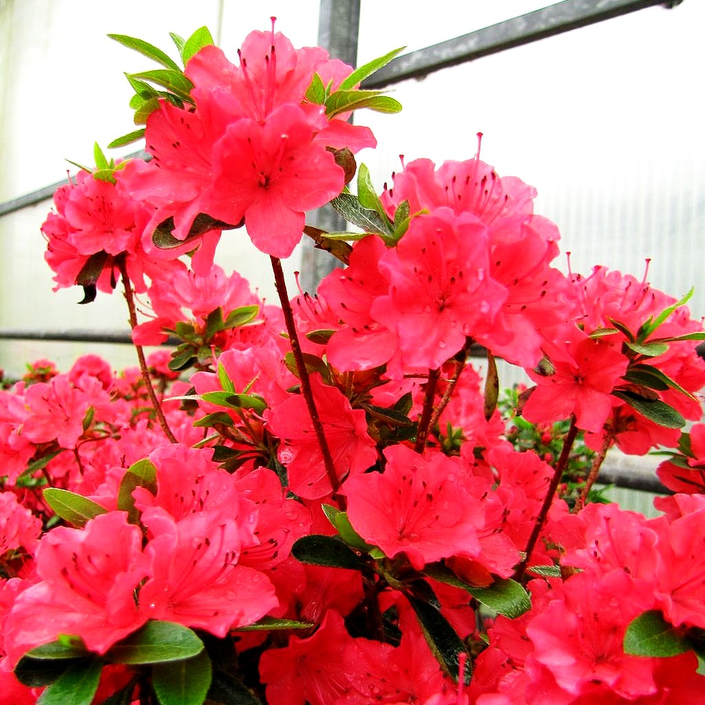 Japanische Azalee 'Geisha orange' (Rhododendron obt.)
