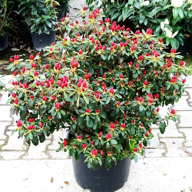 Japanische Azalee 'Georg Arends' (Rhododendron obt. II)