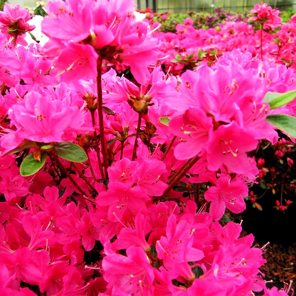 Japanische Azalee 'Kermesina' (Rhododendron obt. II)