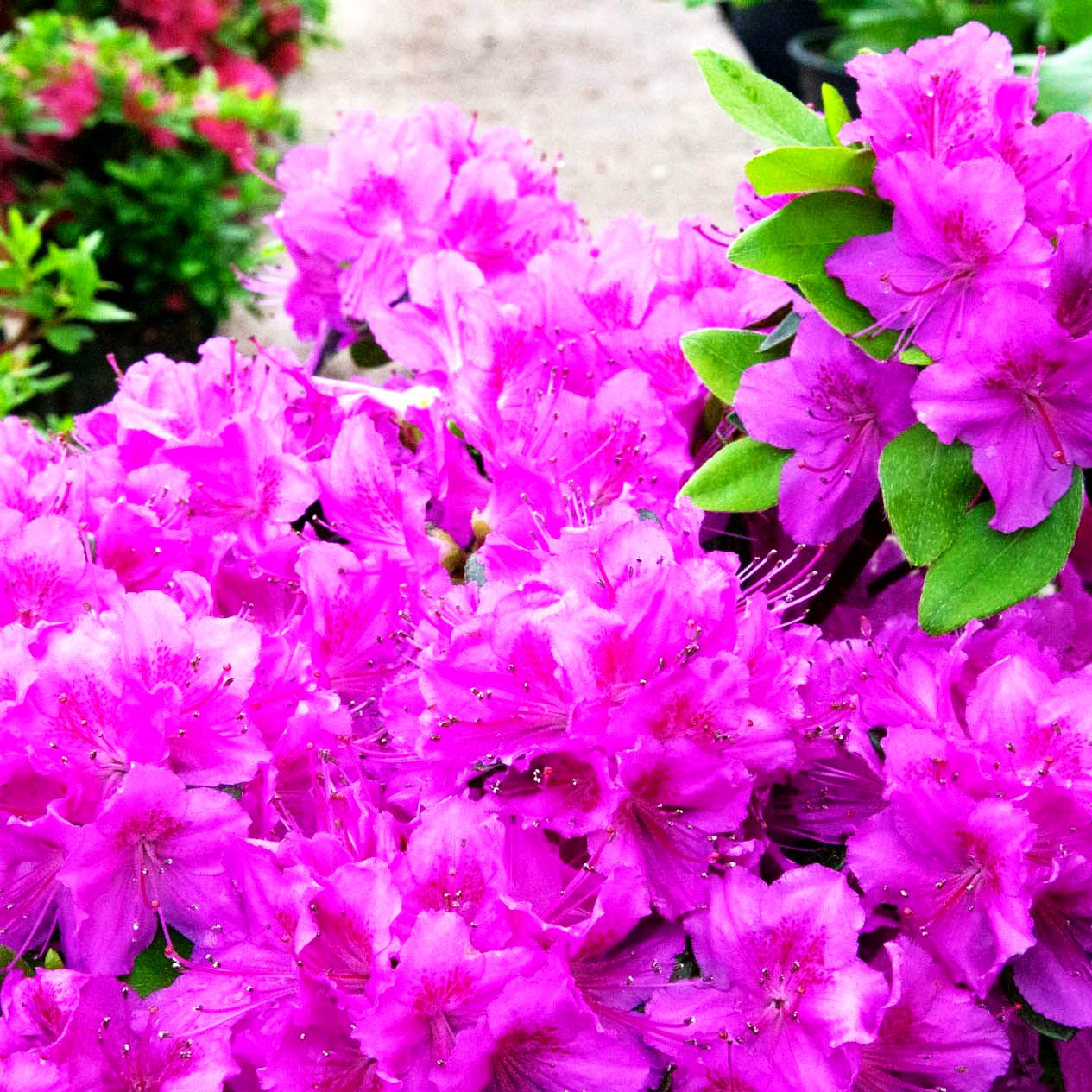 Japanische Azalee 'Königstein' (Rhododendron obt. III)
