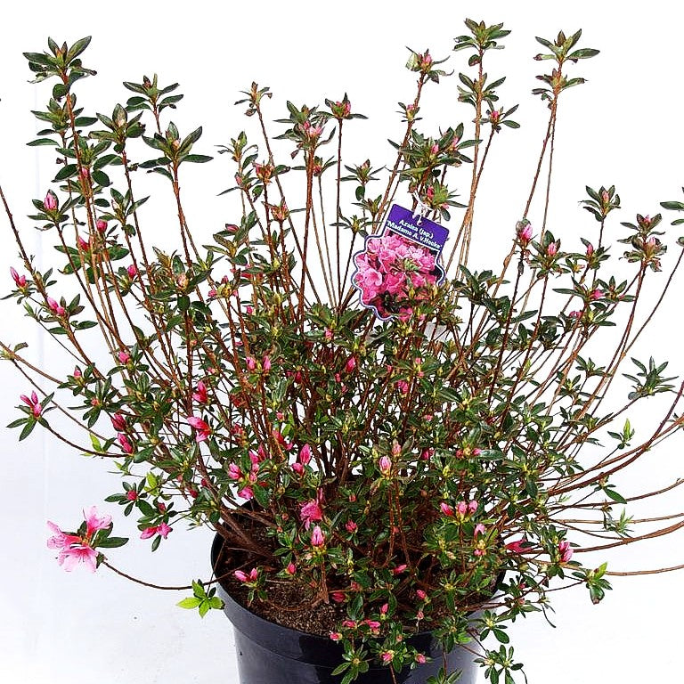 Japanische Azalee 'Madame Albert v.Hecke' (Rhododendron obt. III)