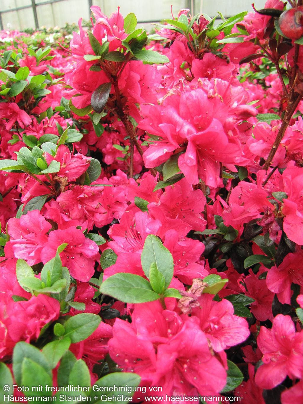 Japanische Azalee 'Maruschka' (Rhododendron obt. III)