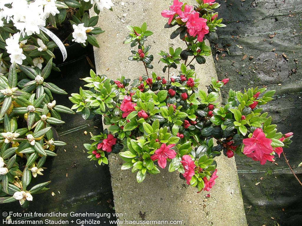 Japanische Azalee 'Maruschka' (Rhododendron obt. III)