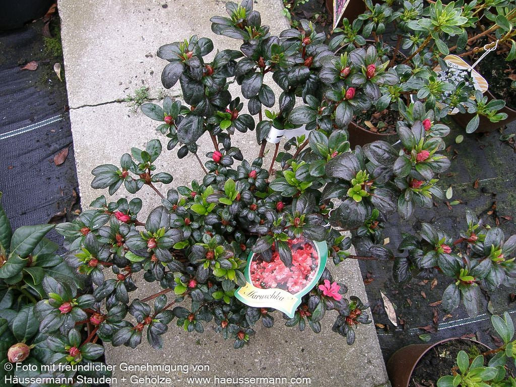 Japanische Azalee 'Maruschka' (Rhododendron obt. III)