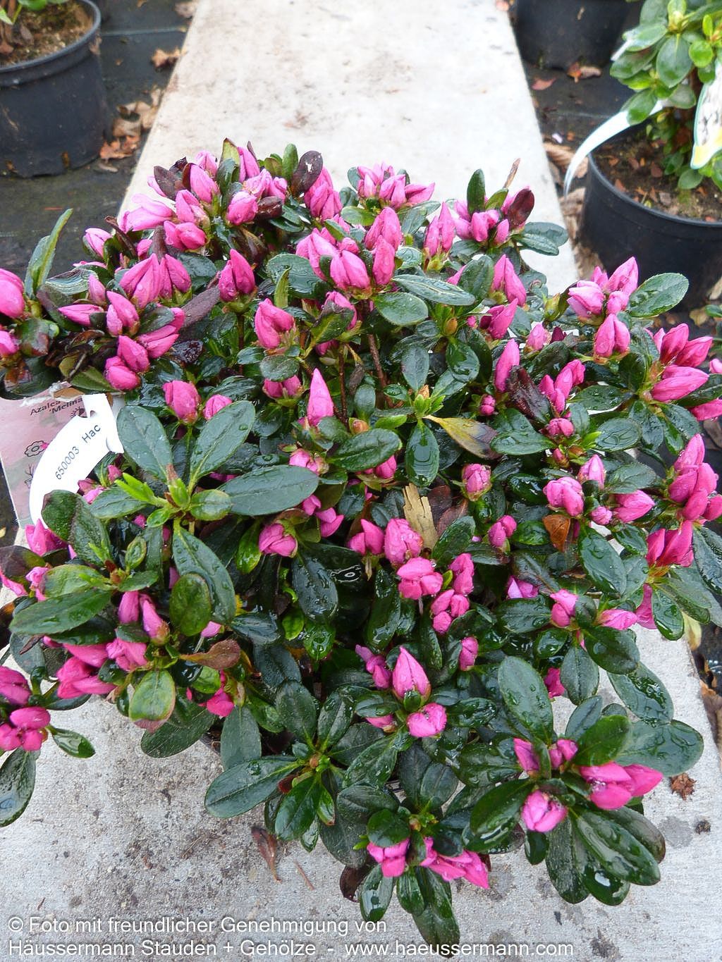 Japanische Azalee 'Melina' (Rhododendron obt. III)