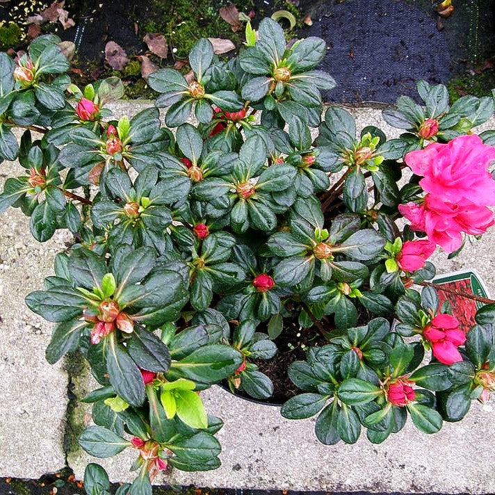 Japanische Azalee 'Muttertag' (Rhododendron obt. II)