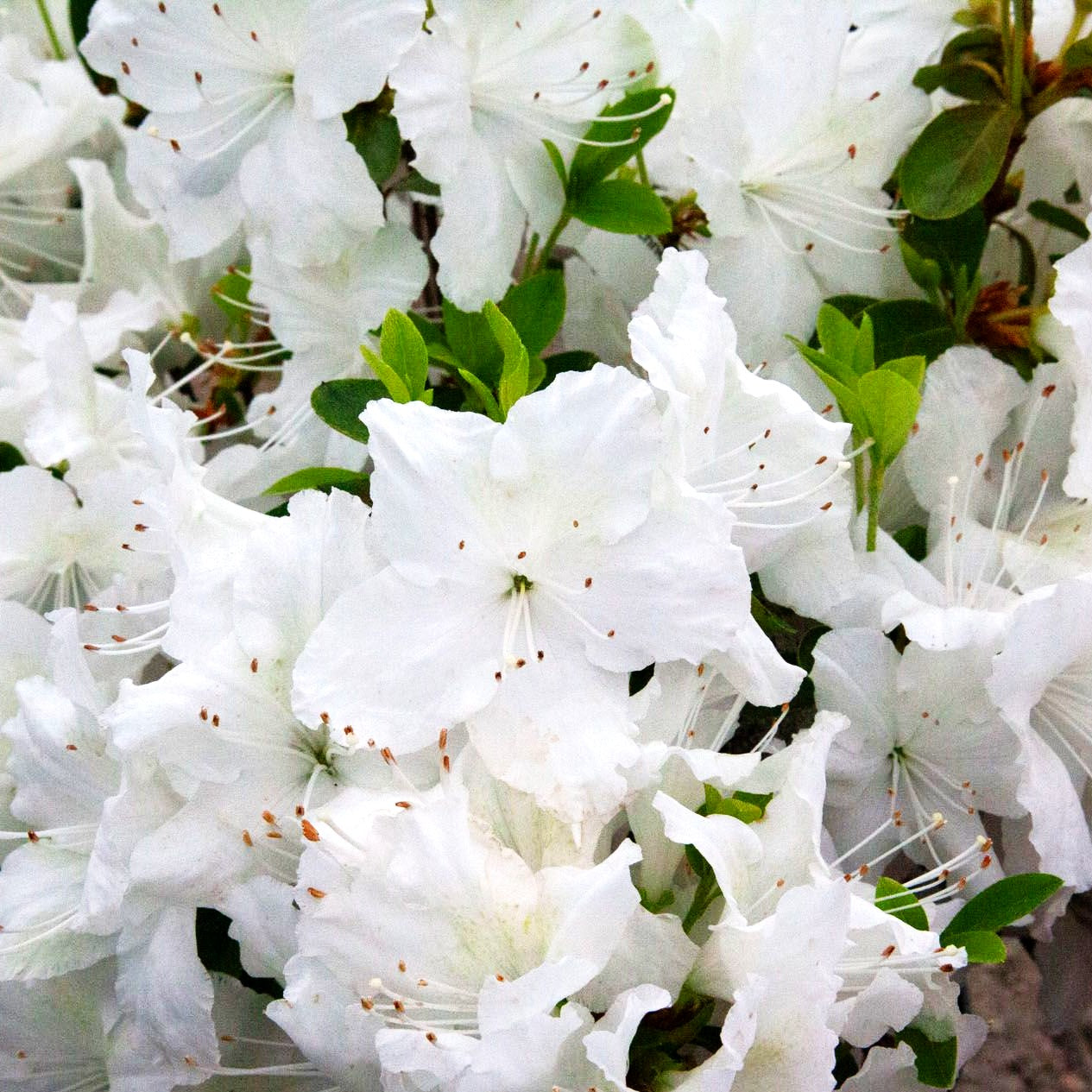Japanische Azalee 'Schneesturm' (Rhododendron obt. II)