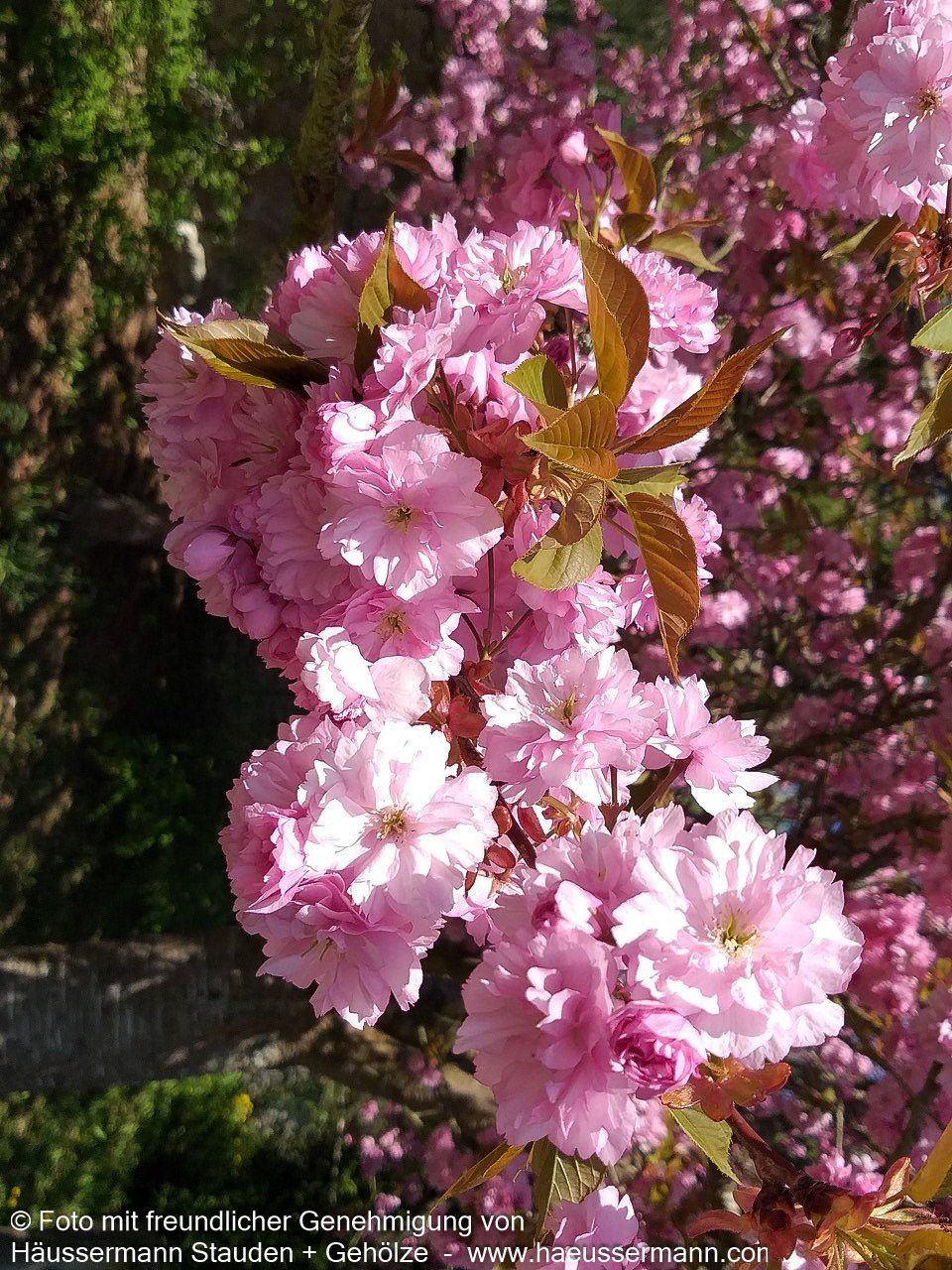 Japanische Blüten-Kirsche 'Kanzan' (Prunus serrulata)