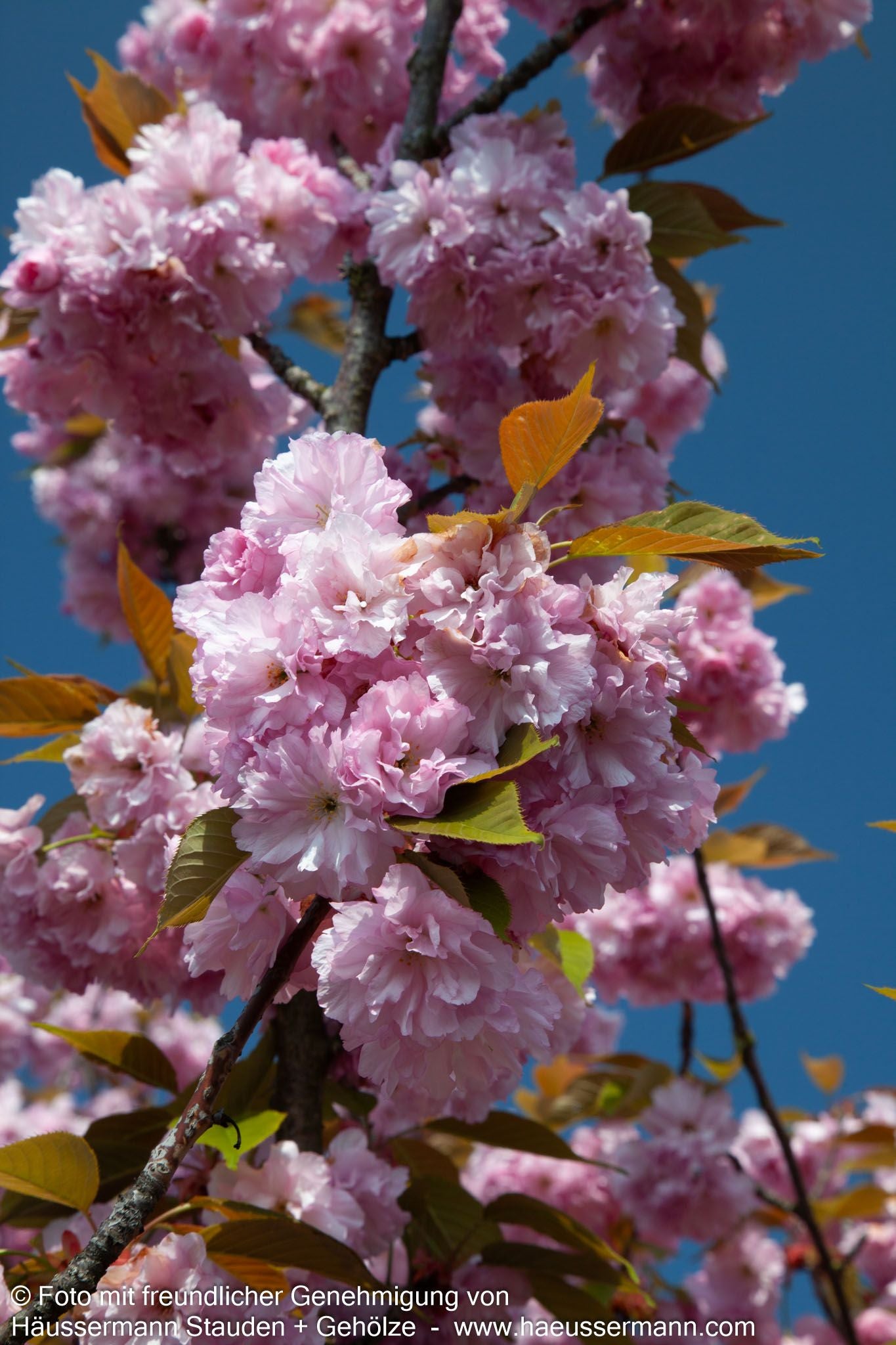 Japanische Blüten-Kirsche 'Kanzan' (Prunus serrulata)