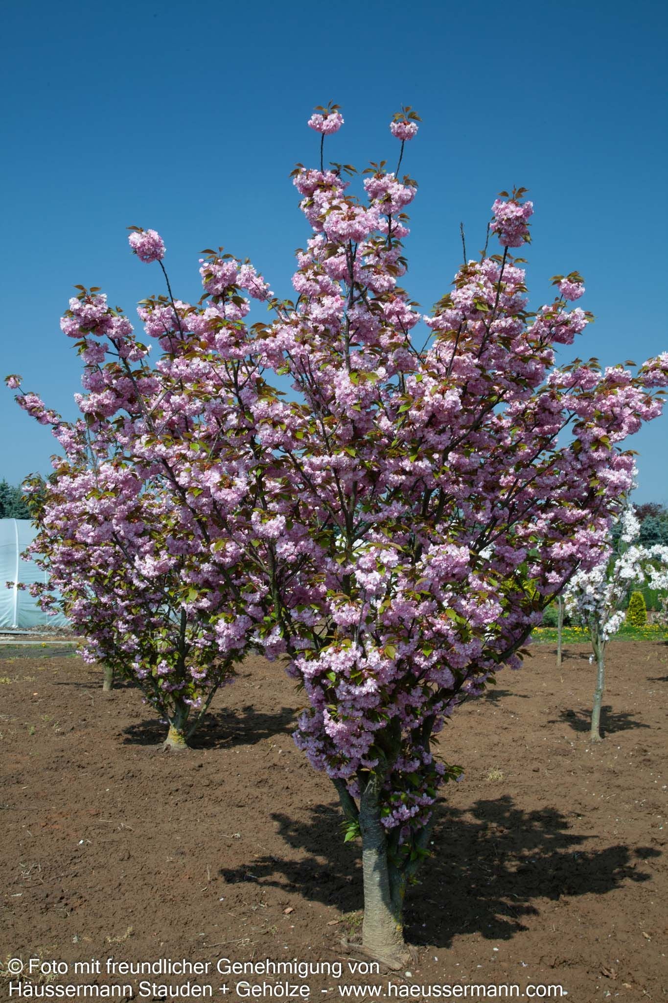 Japanische Blüten-Kirsche 'Kanzan' (Prunus serrulata)