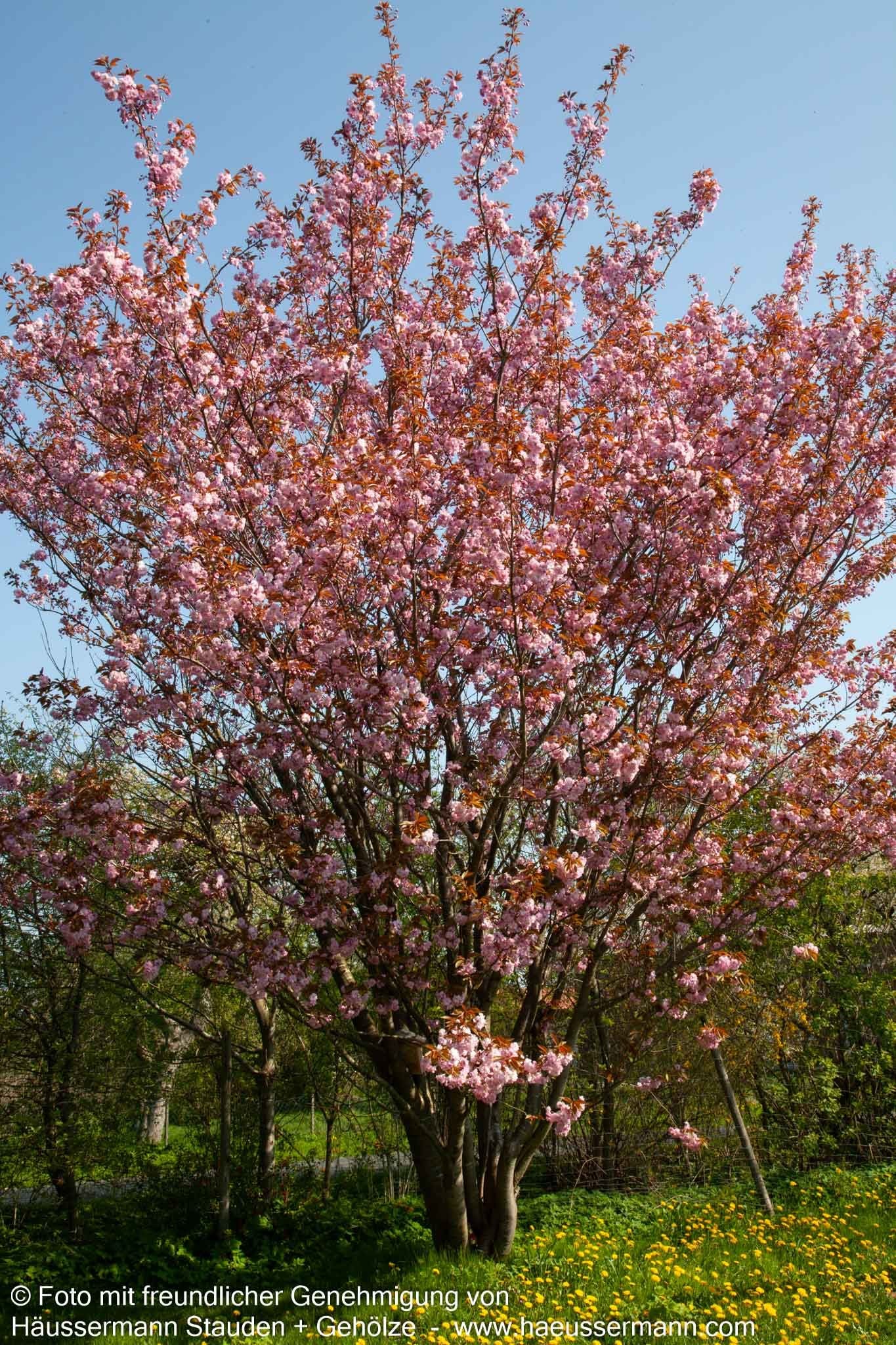 Japanische Blüten-Kirsche 'Kanzan' (Prunus serrulata)