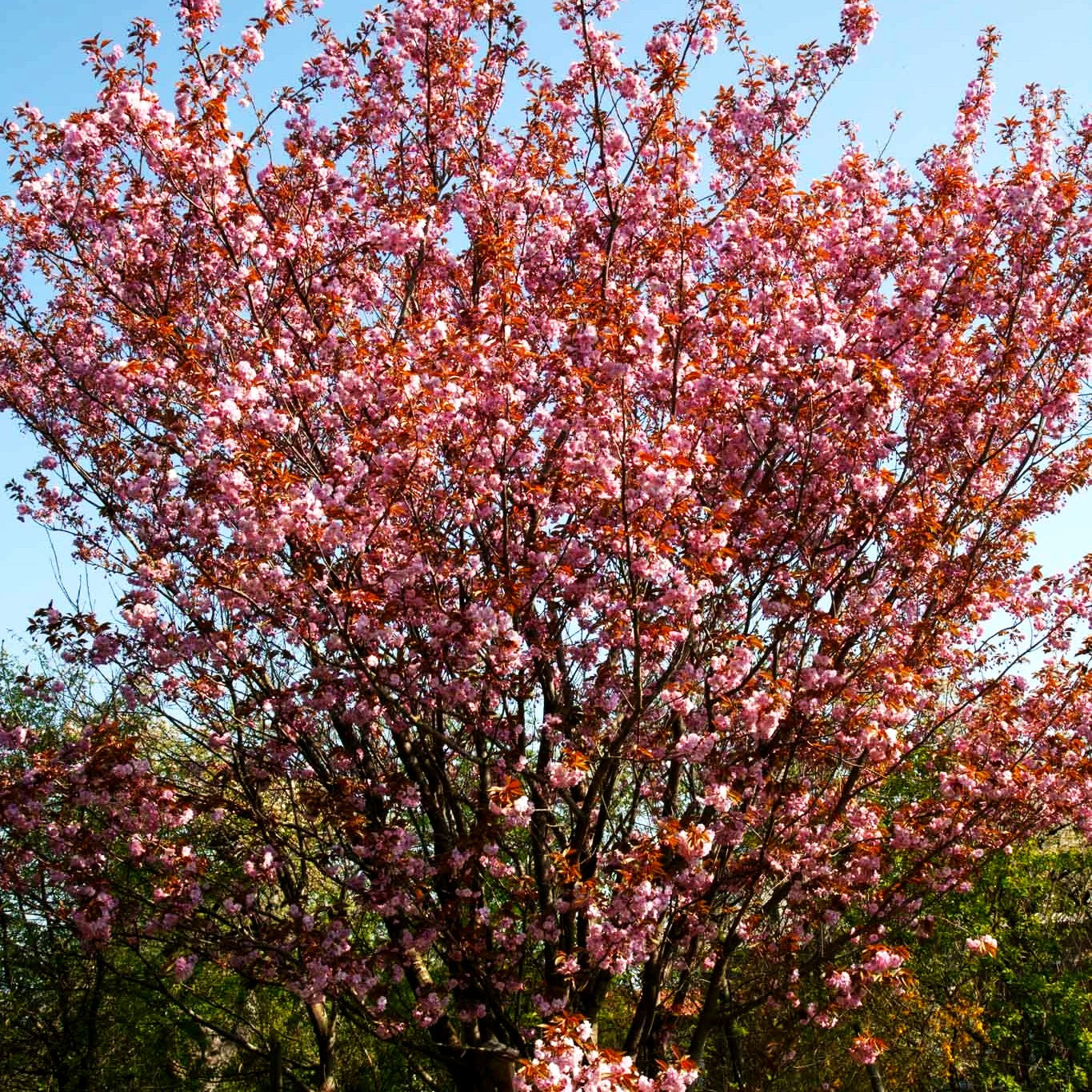 Japanische Blüten-Kirsche 'Kanzan' (Prunus serrulata)