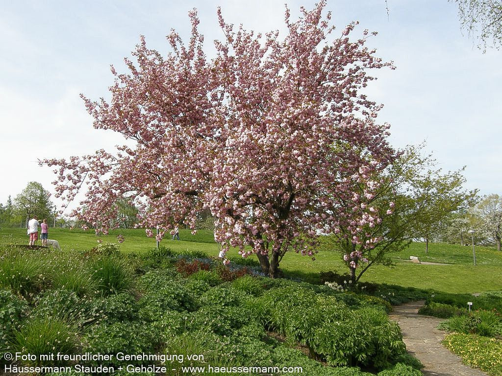 Japanische Blüten-Kirsche 'Kanzan' (Prunus serrulata)