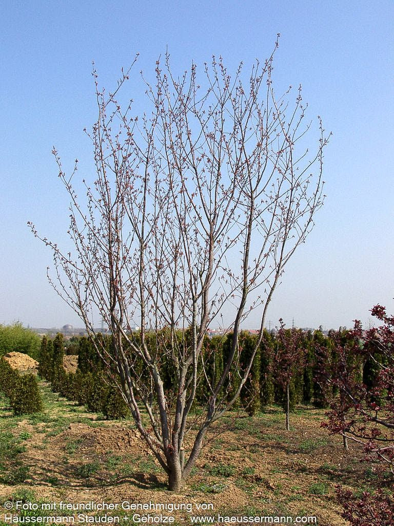 Japanische Blüten-Kirsche 'Kanzan' (Prunus serrulata)