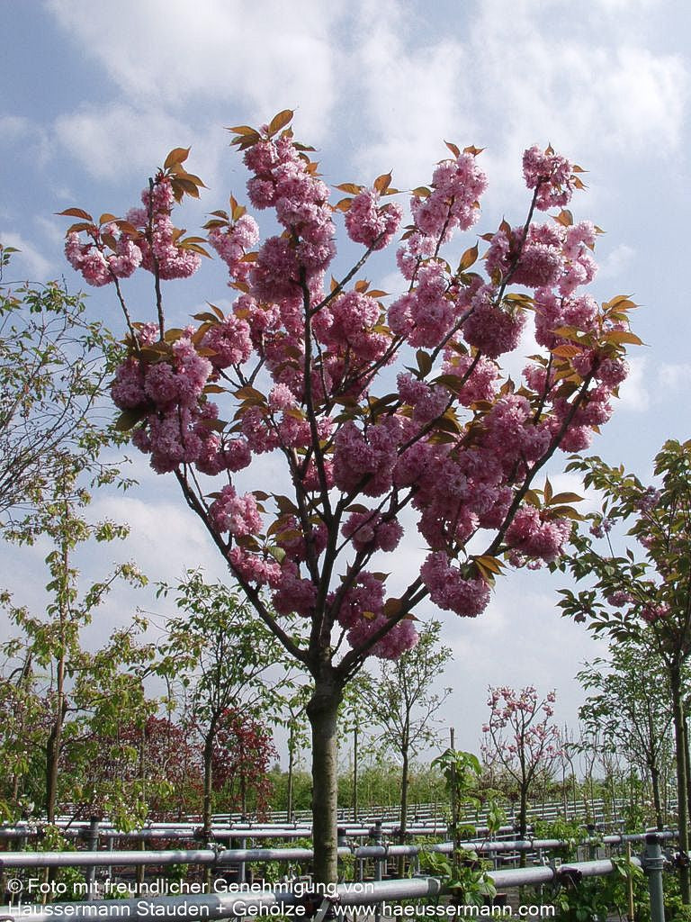 Japanische Blüten-Kirsche 'Kanzan' (Prunus serrulata)