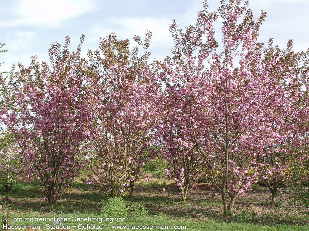 Japanische Blüten-Kirsche 'Kanzan' (Prunus serrulata)