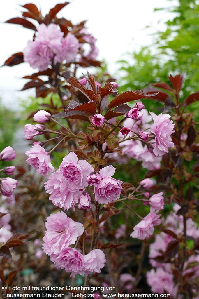 Japanische Blüten-Kirsche 'Royal Burgundy' (Prunus serrulata)