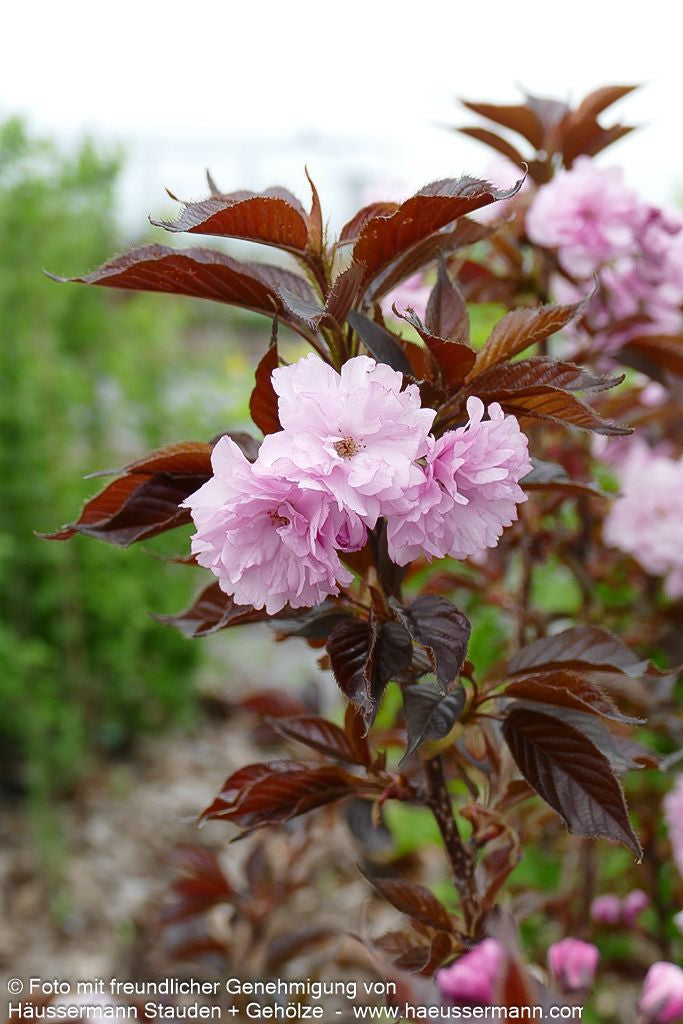 Japanische Blüten-Kirsche 'Royal Burgundy' (Prunus serrulata)