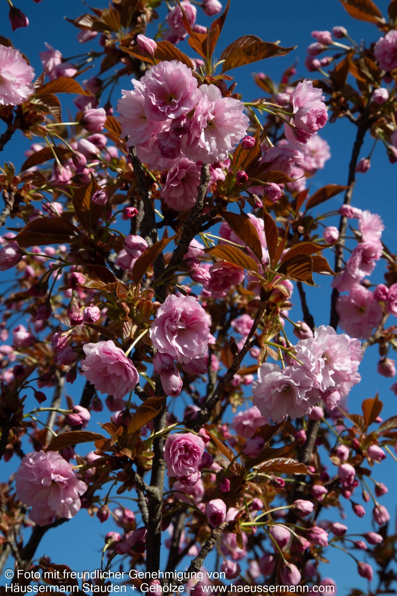 Japanische Blüten-Kirsche 'Royal Burgundy' (Prunus serrulata)