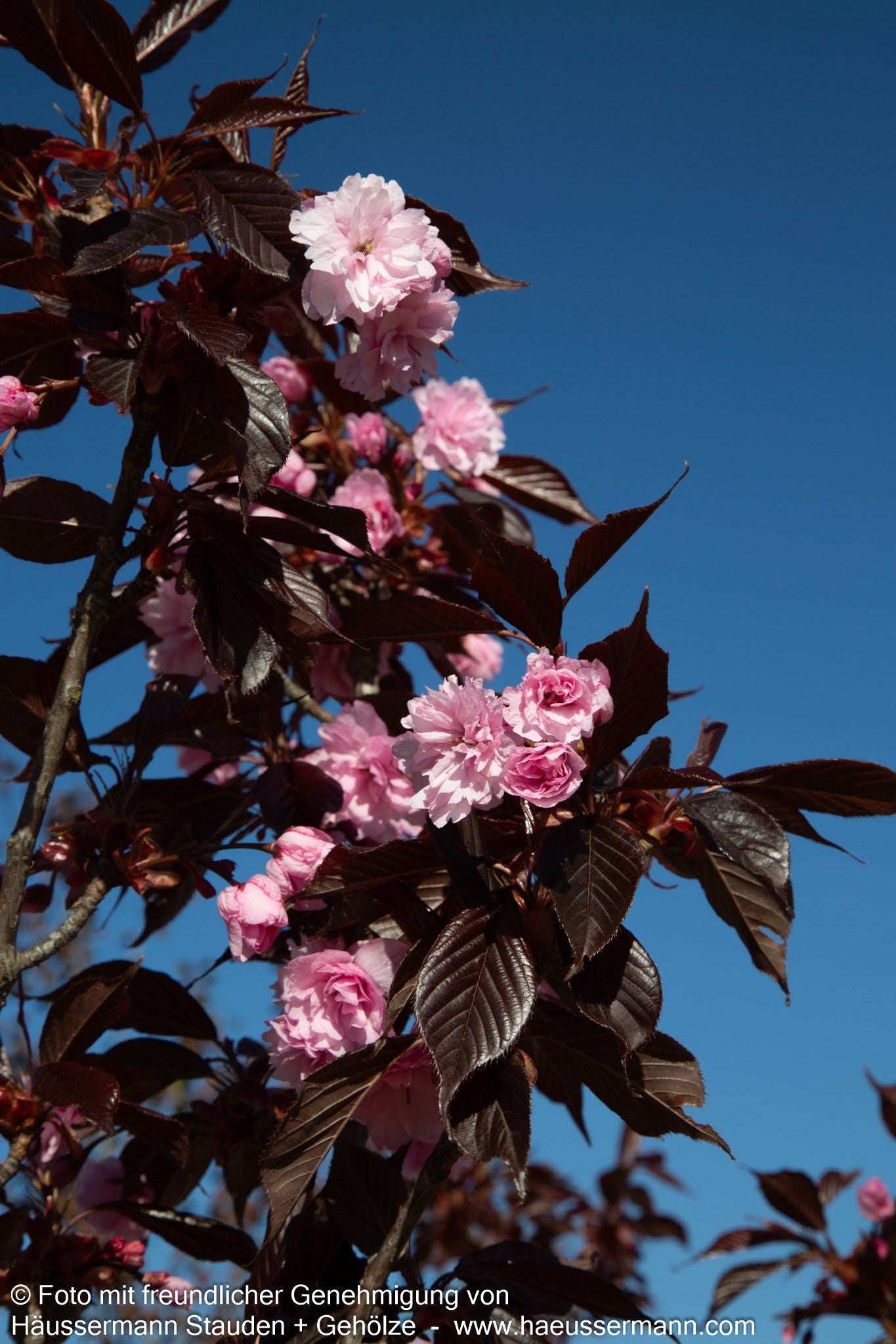 Japanische Blüten-Kirsche 'Royal Burgundy' (Prunus serrulata)