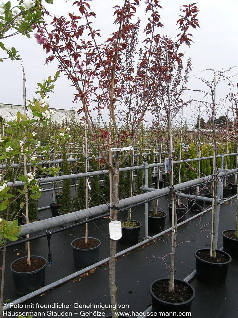 Japanische Blüten-Kirsche 'Royal Burgundy' (Prunus serrulata)