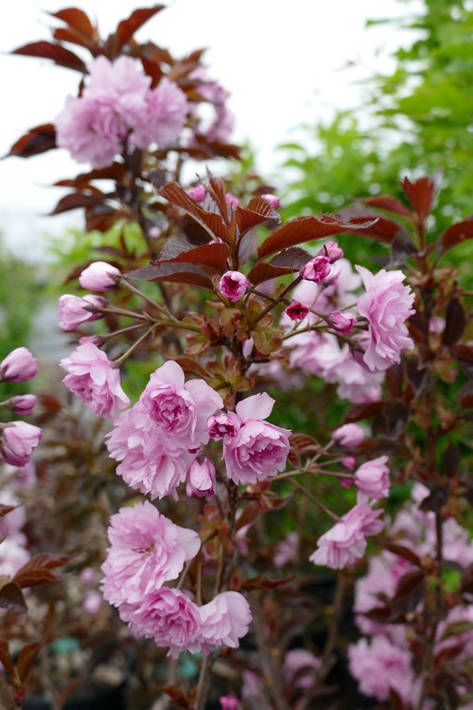 Japanische Blüten-Kirsche 'Royal Burgundy' (Prunus serrulata)