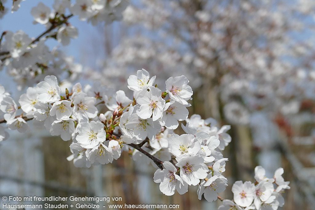 Japanische Blüten-Kirsche 'Royal Flame' (Prunus serrulata)