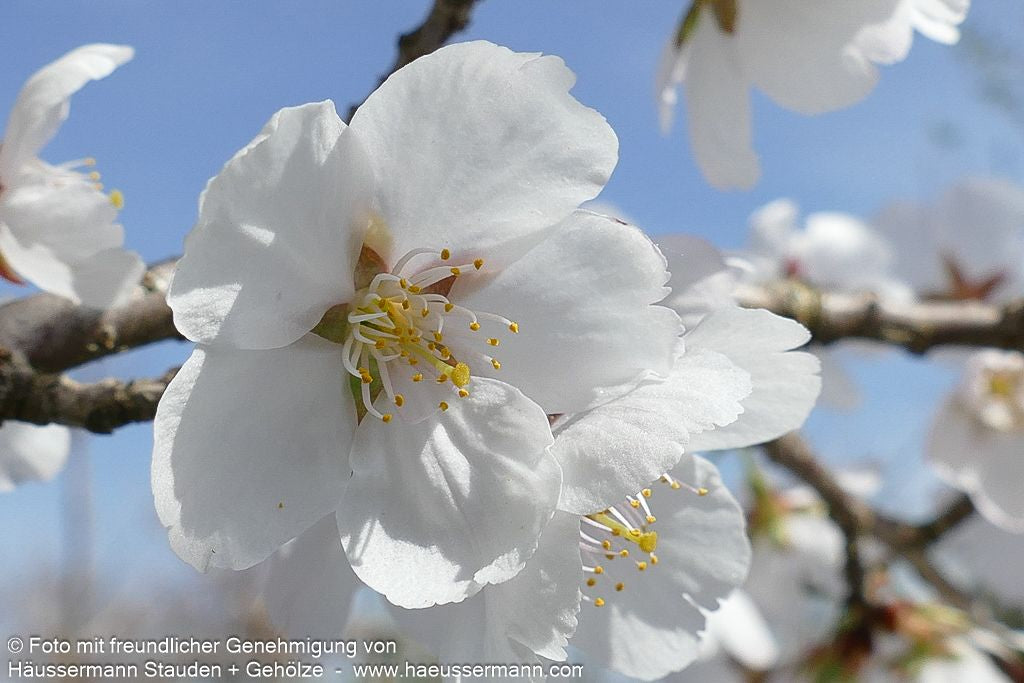 Japanische Blüten-Kirsche 'Royal Flame' (Prunus serrulata)