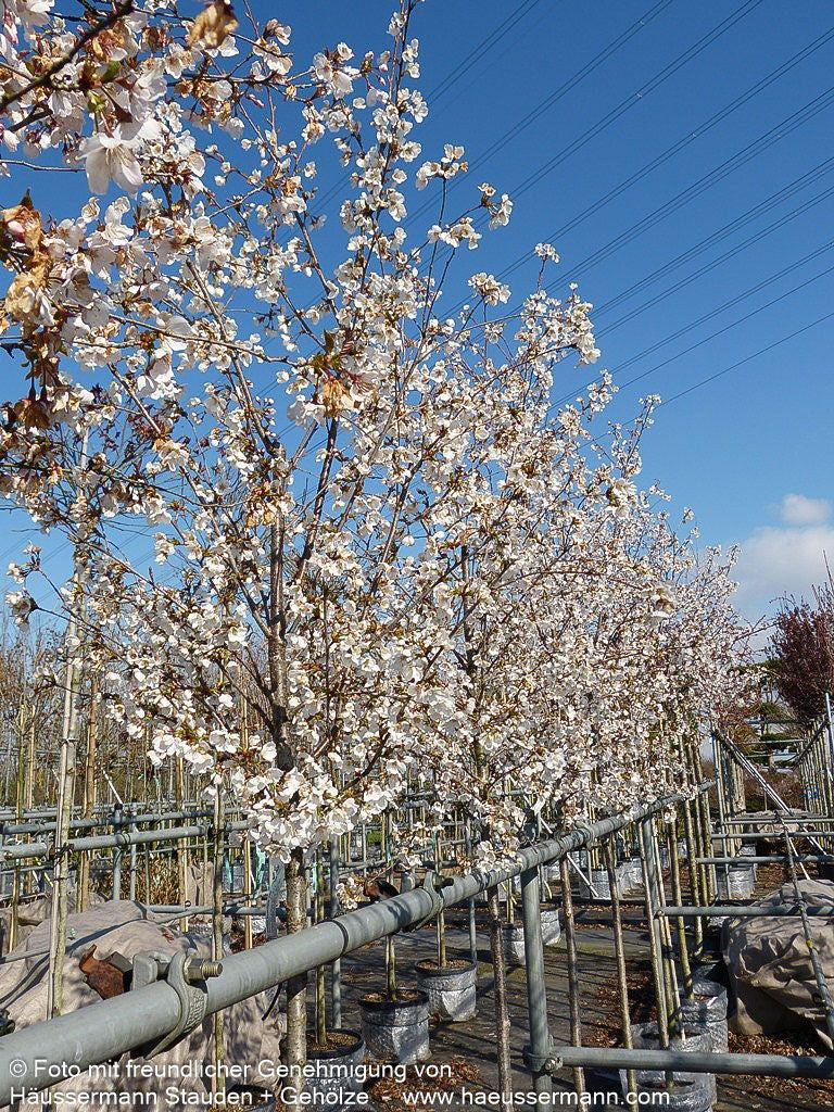 Japanische Blüten-Kirsche 'Royal Flame' (Prunus serrulata)