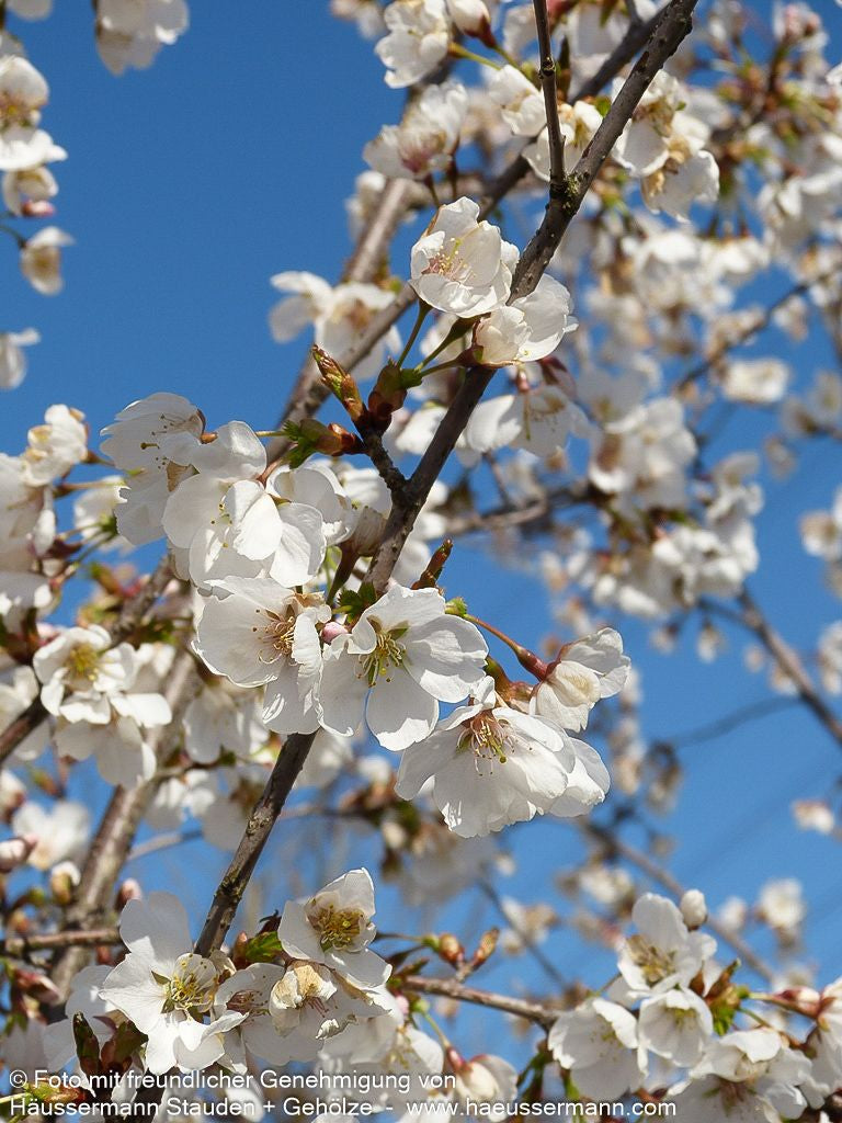 Japanische Blüten-Kirsche 'Royal Flame' (Prunus serrulata)