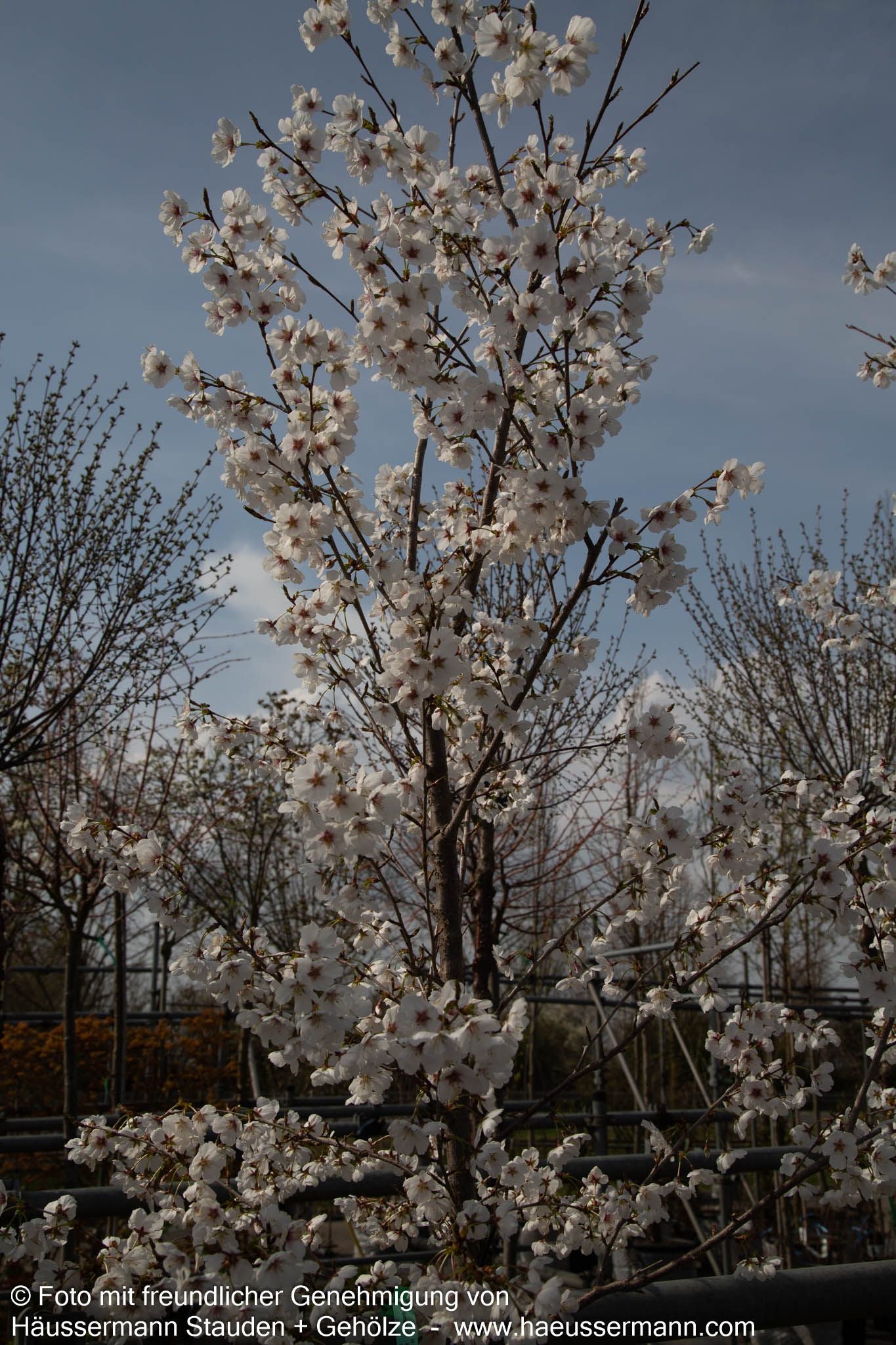 Japanische Blüten-Kirsche 'Royal Flame' (Prunus serrulata)