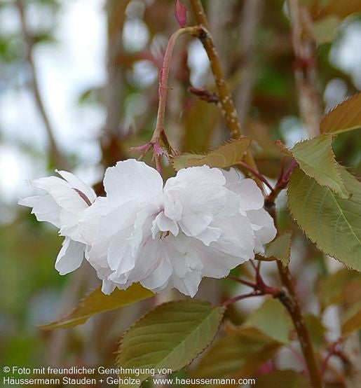 Japanische Blüten-Kirsche 'Shirofugen' (Prunus serrulata)