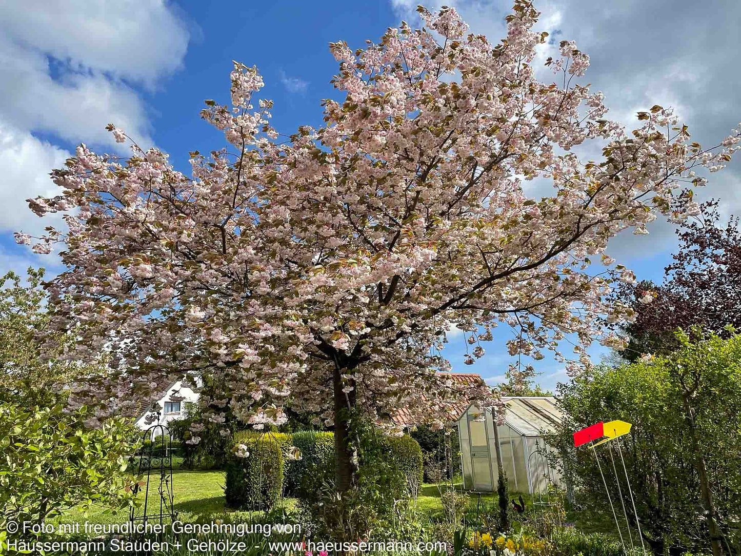 Japanische Blüten-Kirsche 'Shirofugen' (Prunus serrulata)