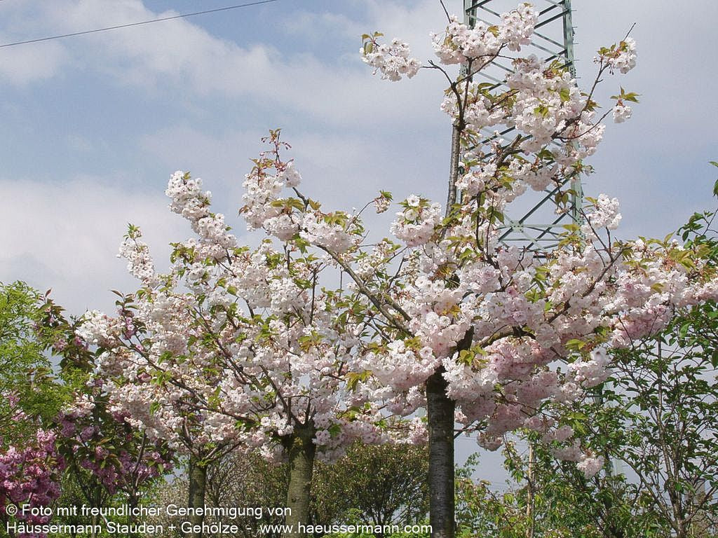 Japanische Blüten-Kirsche 'Shirofugen' (Prunus serrulata)