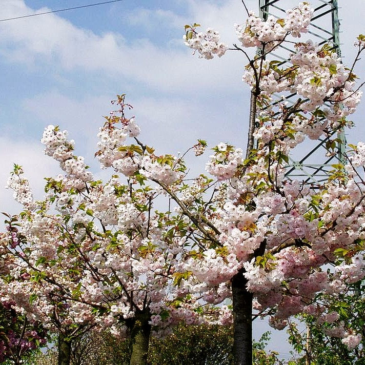Japanische Blüten-Kirsche 'Shirofugen' (Prunus serrulata)