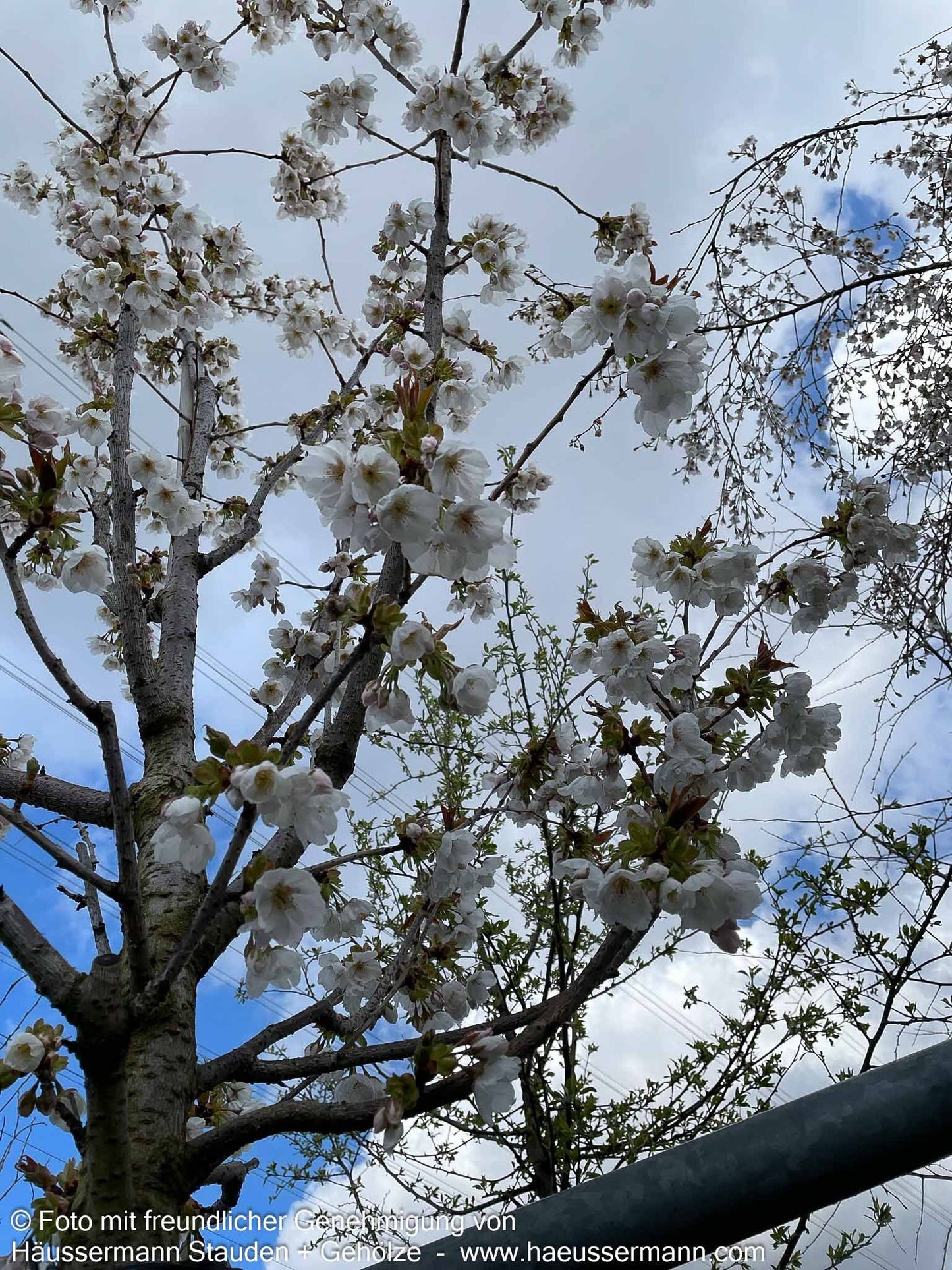 Japanische Blüten-Kirsche 'Taihaku' (Prunus serrulata)