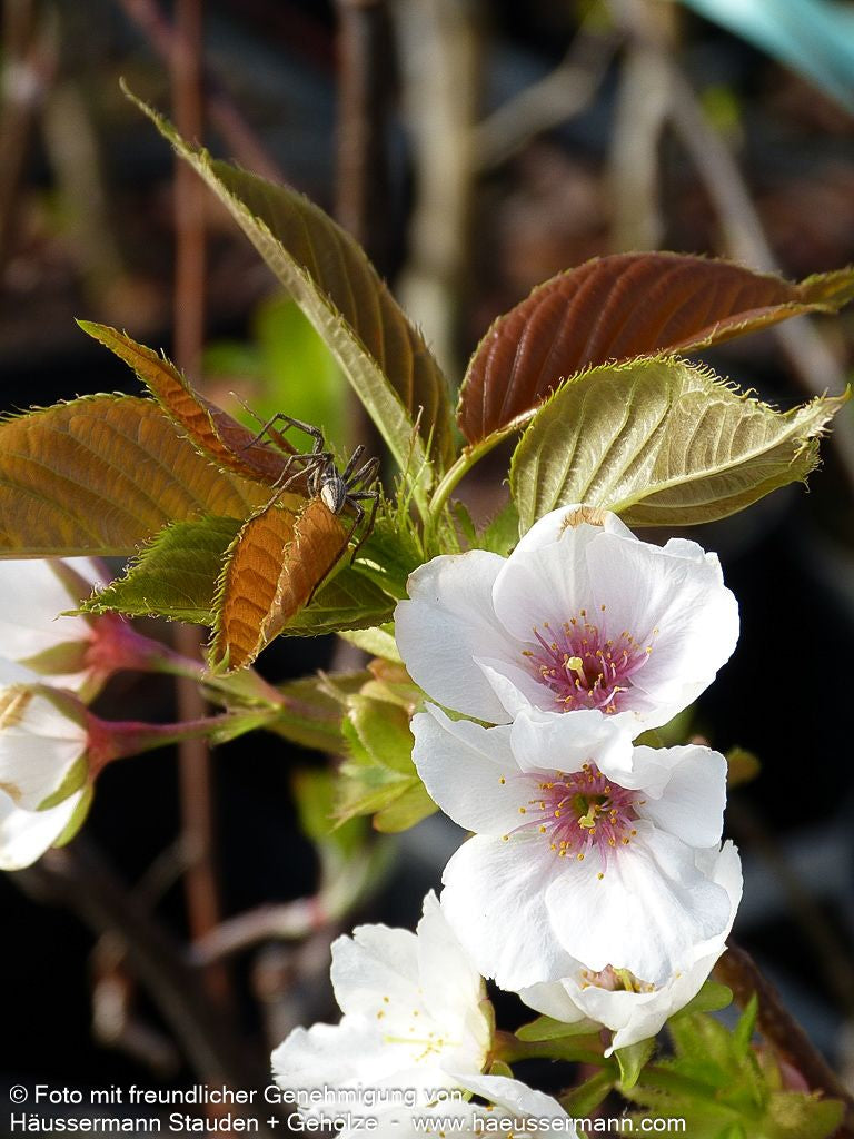 Japanische Blüten-Kirsche 'Taihaku' (Prunus serrulata)
