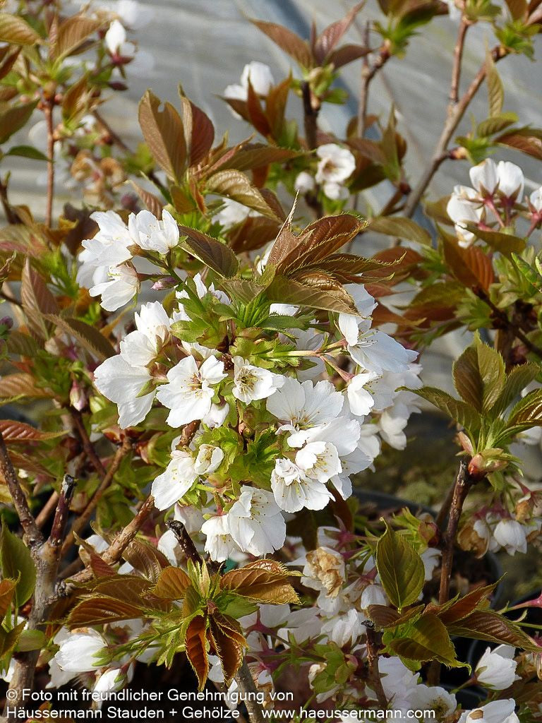 Japanische Blüten-Kirsche 'Taihaku' (Prunus serrulata)