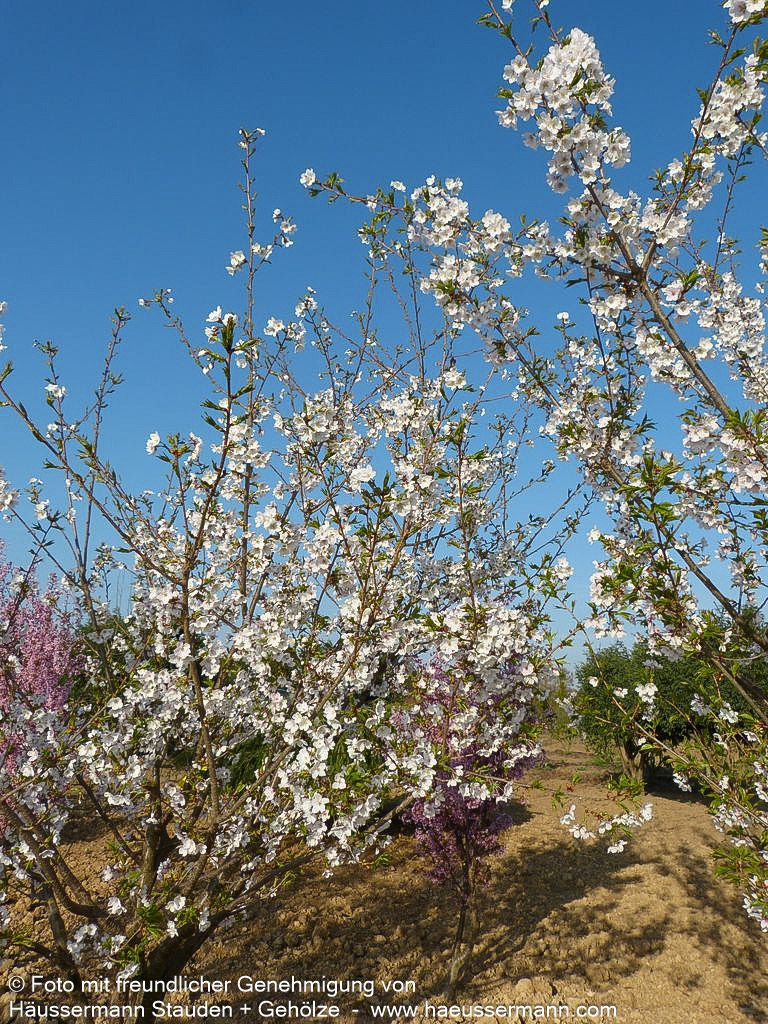 Japanische Blüten-Kirsche 'Taihaku' (Prunus serrulata)